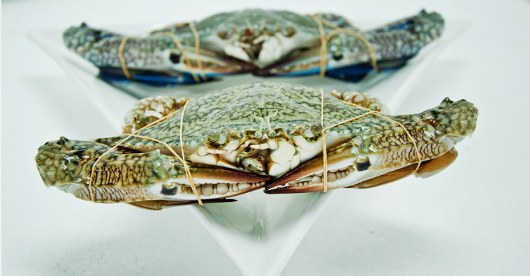 Head-On Crab Scientific Name: Portunus Pelagicus